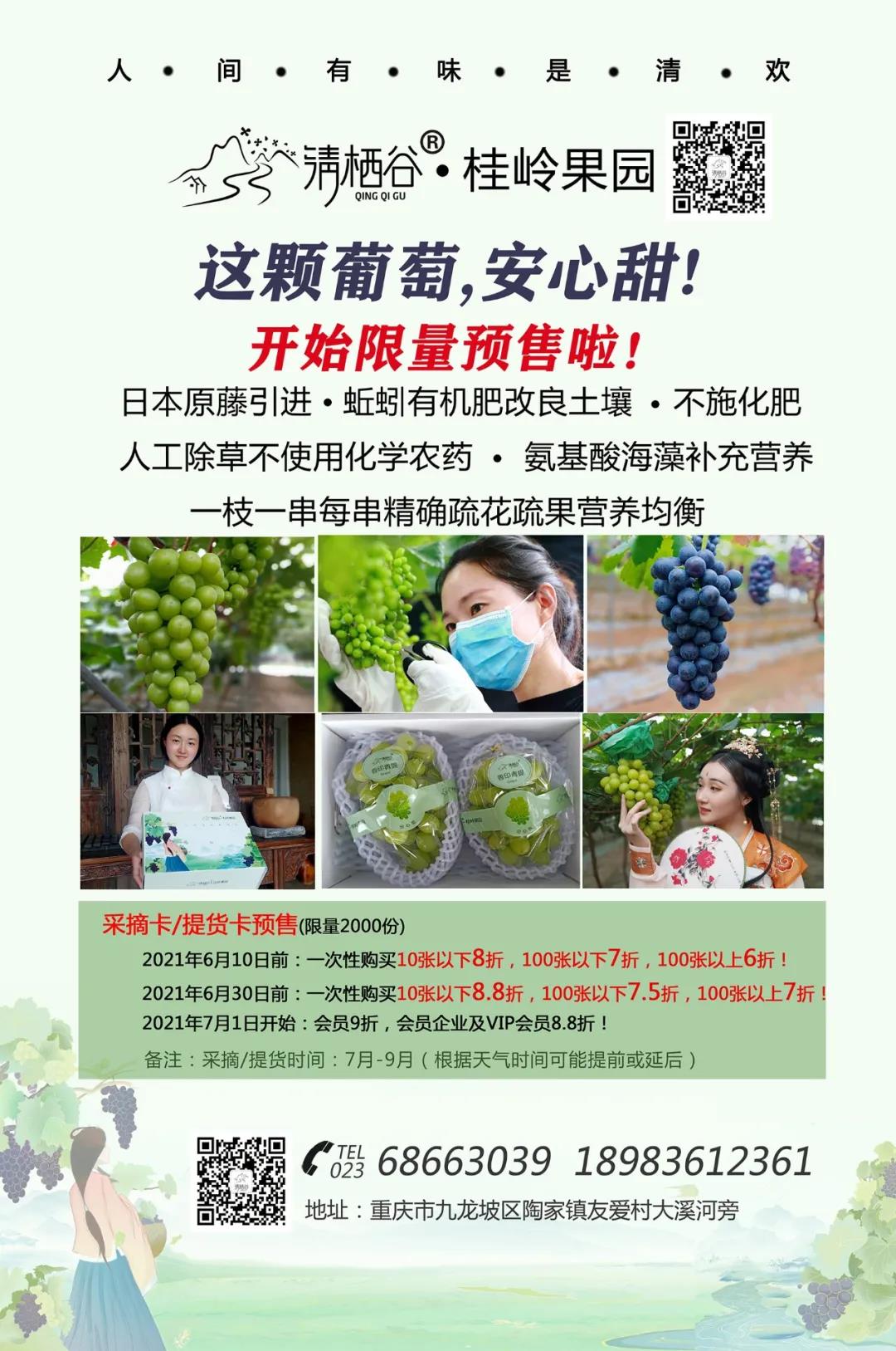 清棲谷的安心甜葡萄開(kāi)始限量預(yù)售啦！