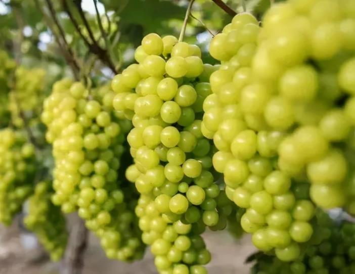 重慶陽(yáng)光玫瑰葡萄 _陽(yáng)光玫瑰葡萄有種植前景嗎？