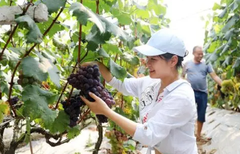 關于葡萄的一些常識，你記住了嗎？